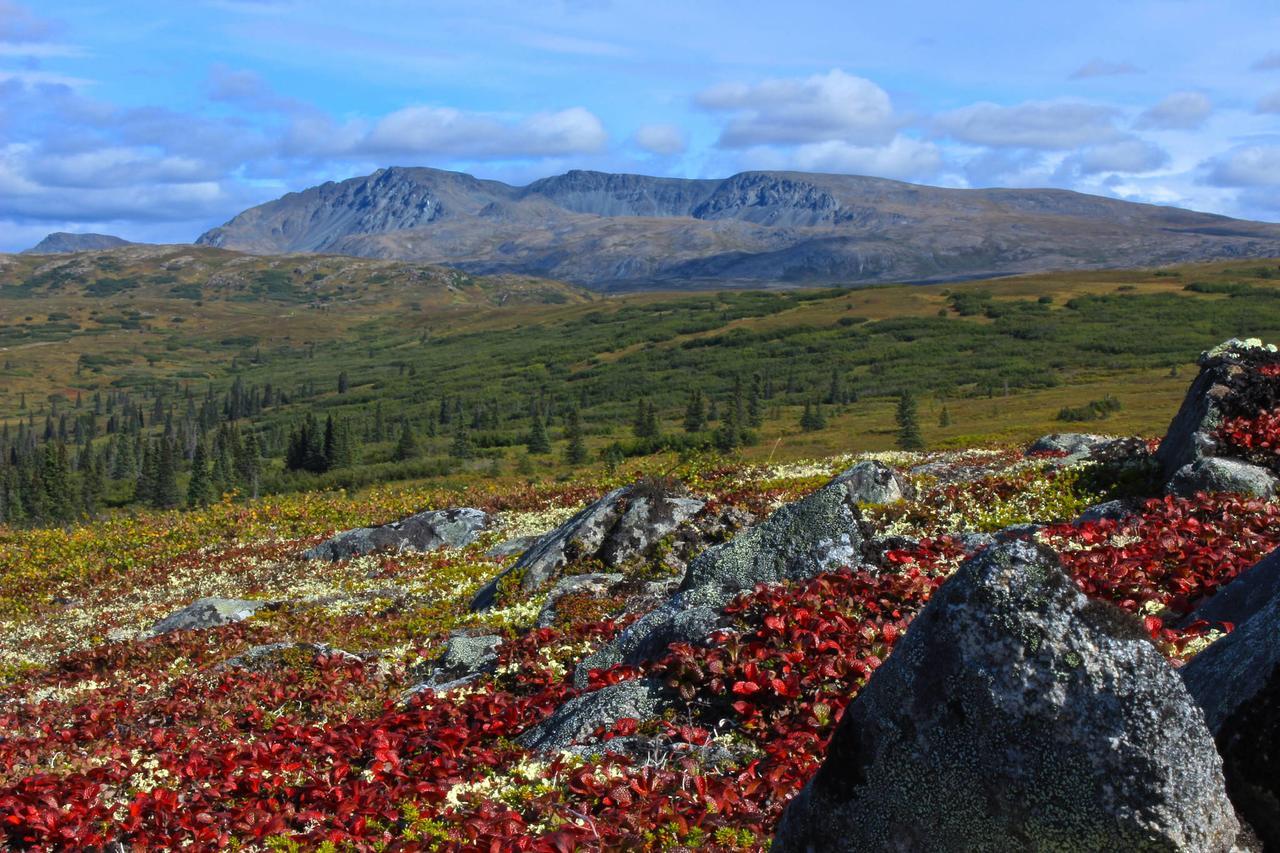 Caribou Lodge Alaska Талкитна Экстерьер фото