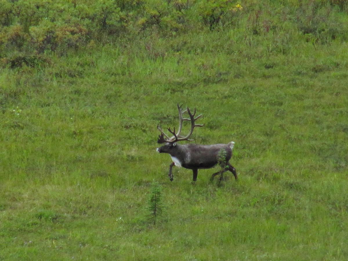 Caribou Lodge Alaska Талкитна Экстерьер фото