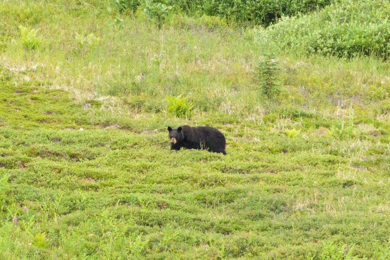 Caribou Lodge Alaska Талкитна Экстерьер фото