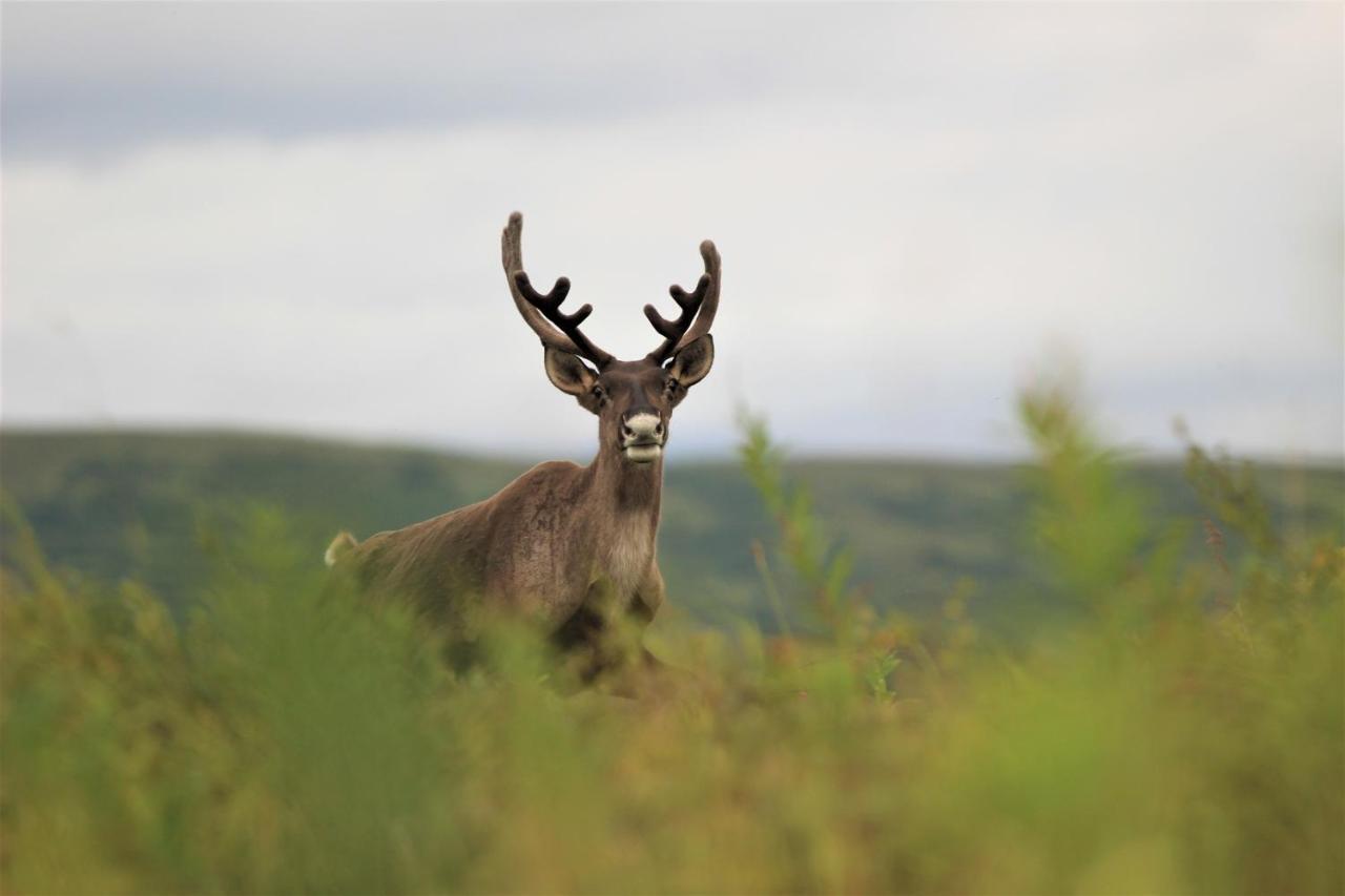 Caribou Lodge Alaska Талкитна Экстерьер фото