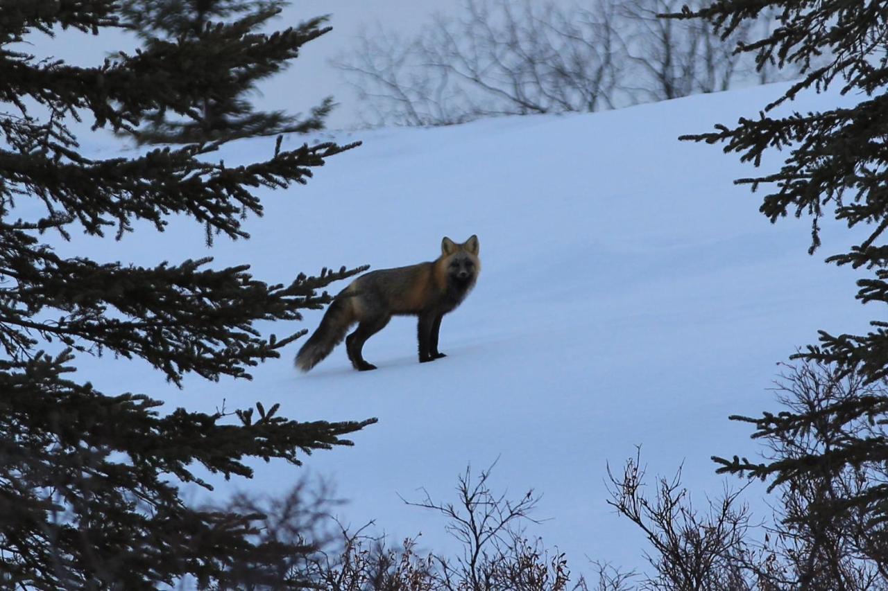 Caribou Lodge Alaska Талкитна Экстерьер фото