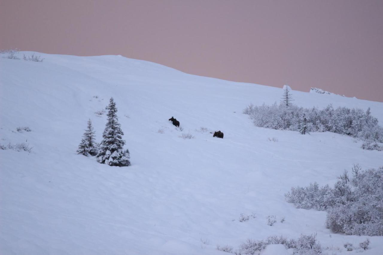 Caribou Lodge Alaska Талкитна Экстерьер фото
